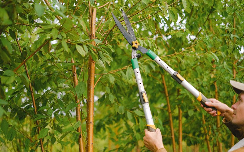 Tree trimming in Water Valley, TX