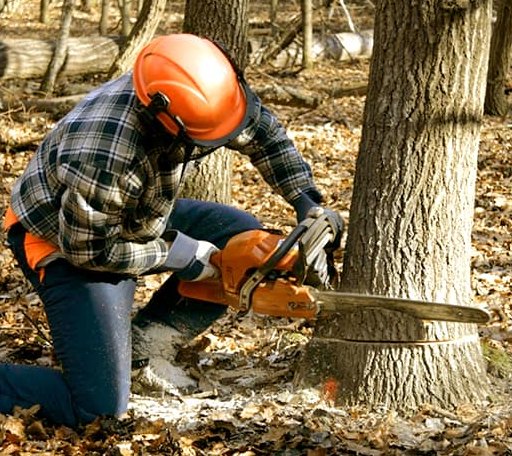 Tree Removal in Water Valley, TX